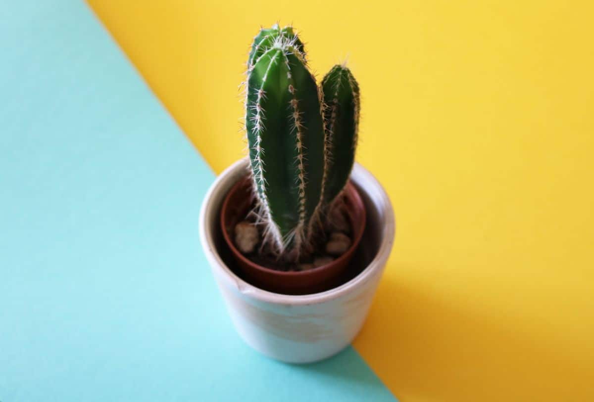 Pachycereus Marginatus in a white pot on a blue-yellow floor.