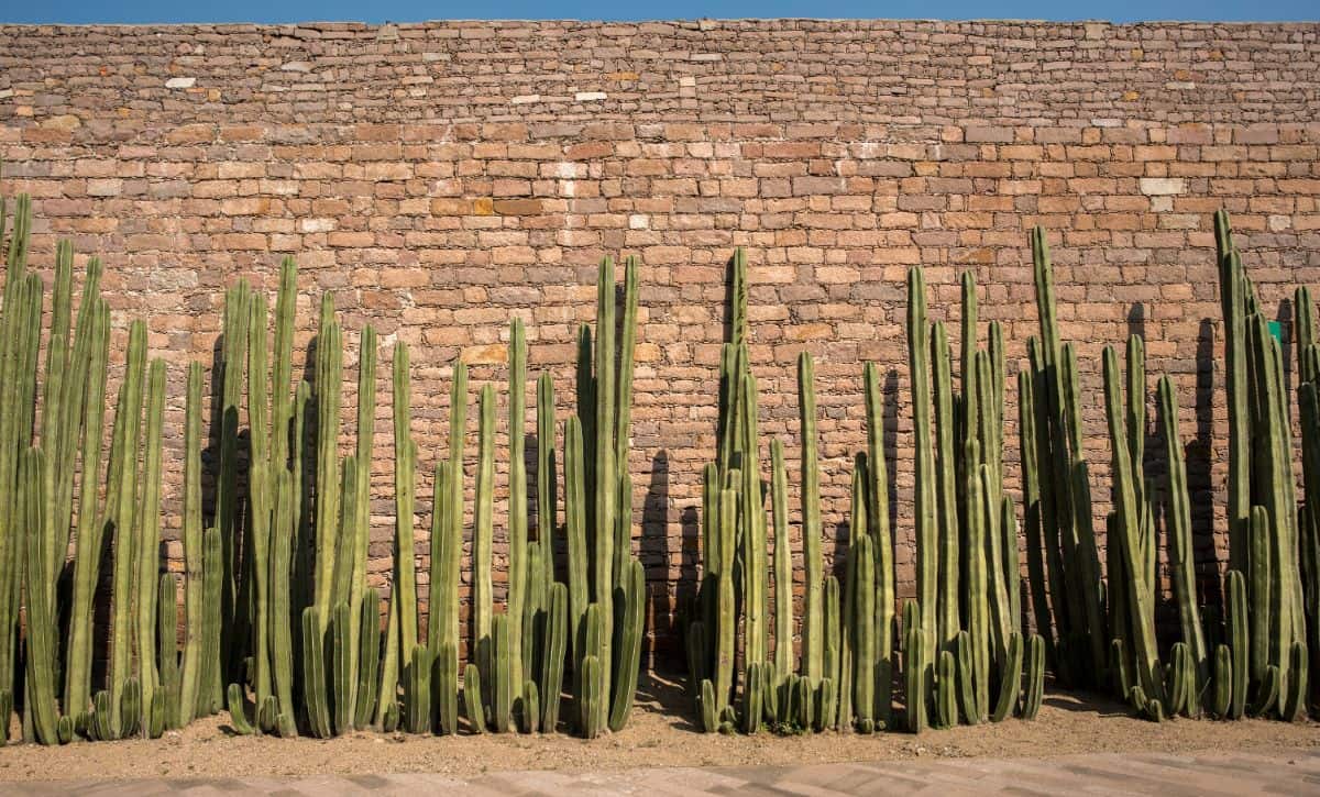 Pachycereus Marginatus outdoor in front of a brick wall on a sunny day.
