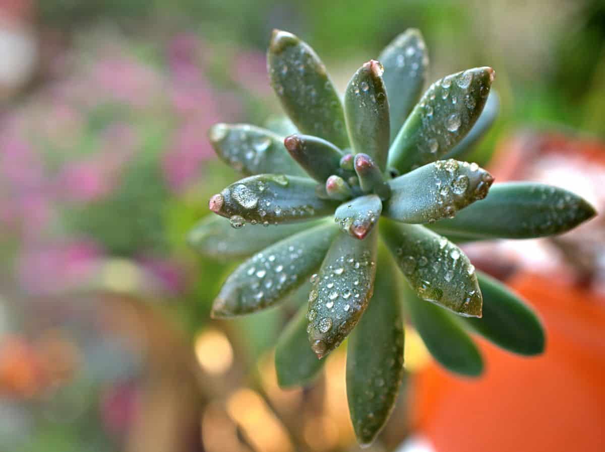 Pachyphytum Hookeri closee-up with raindrops.
