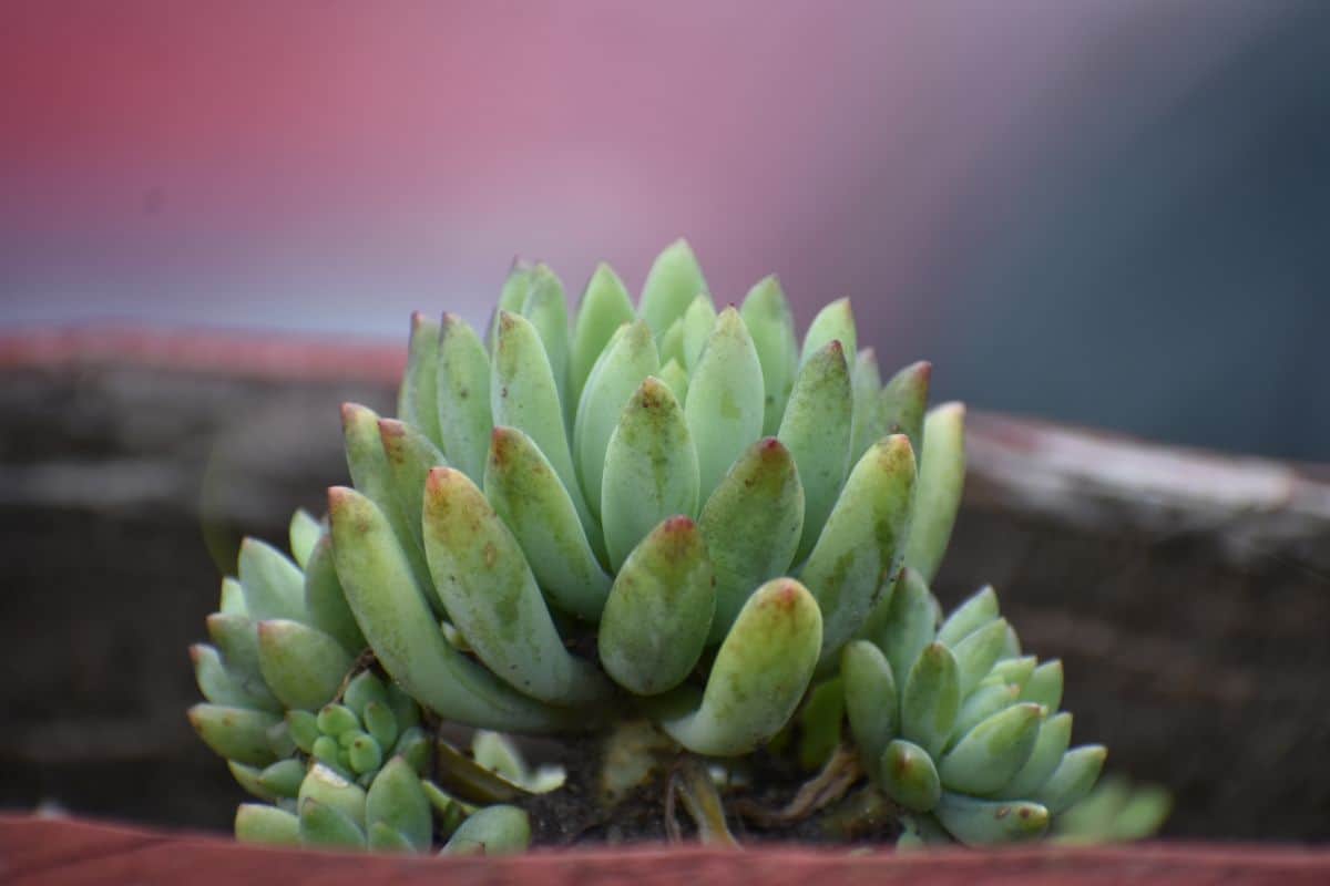 Pachyphytum Hookeri in a brown pot.