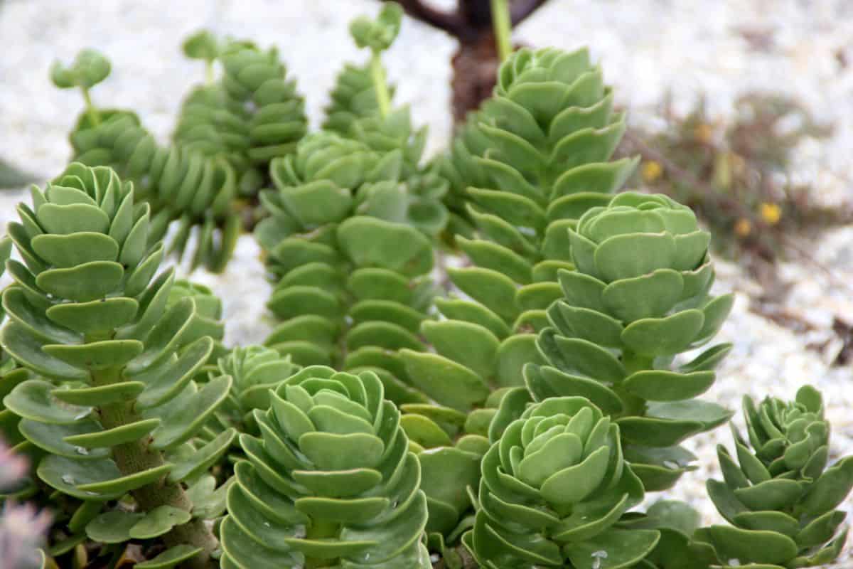 portulaca succulent close-up.