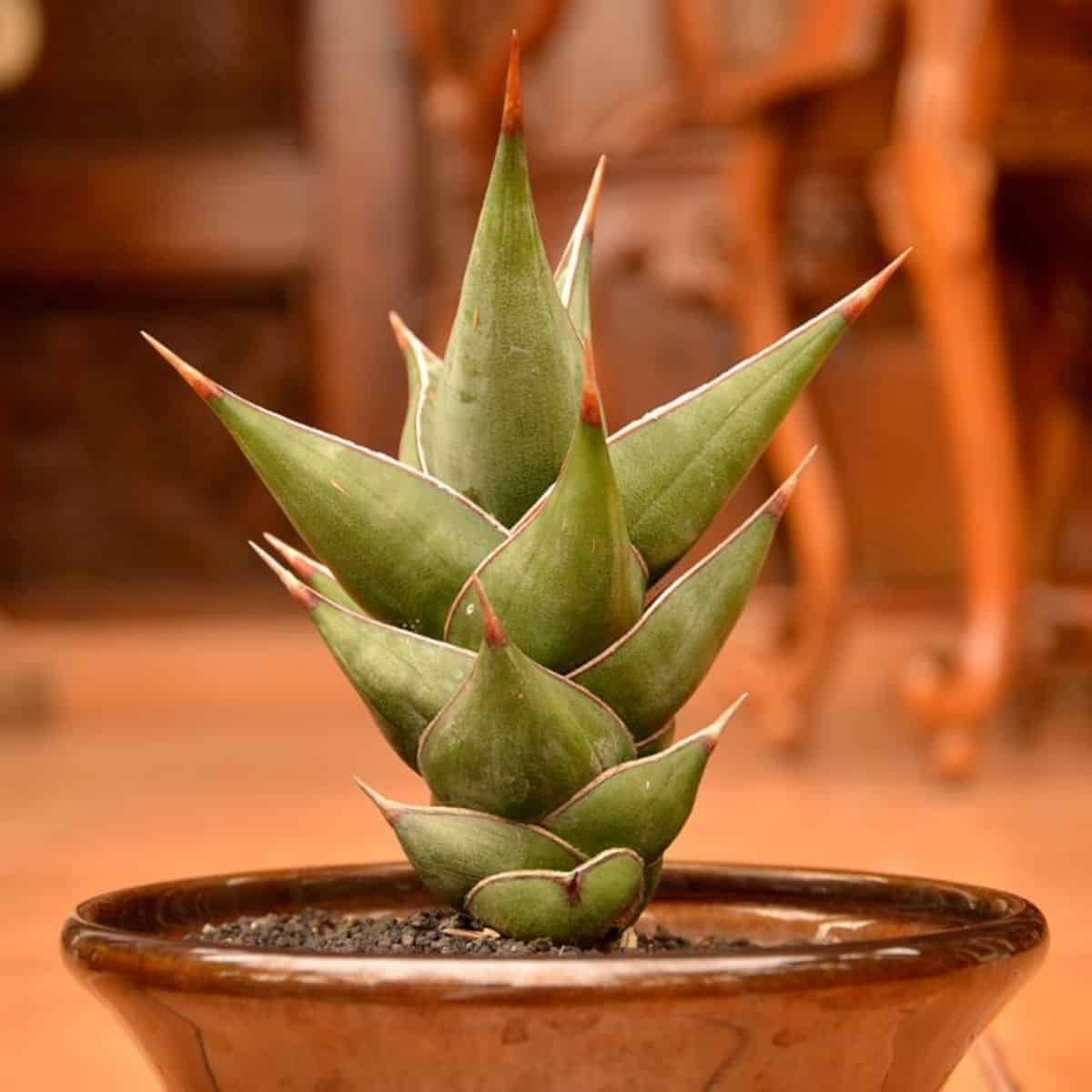 専用　Sansevieria pinguicula Longifoli 専用 Sansevieria pinguicula Longifoli Sansevieria Pinguicula