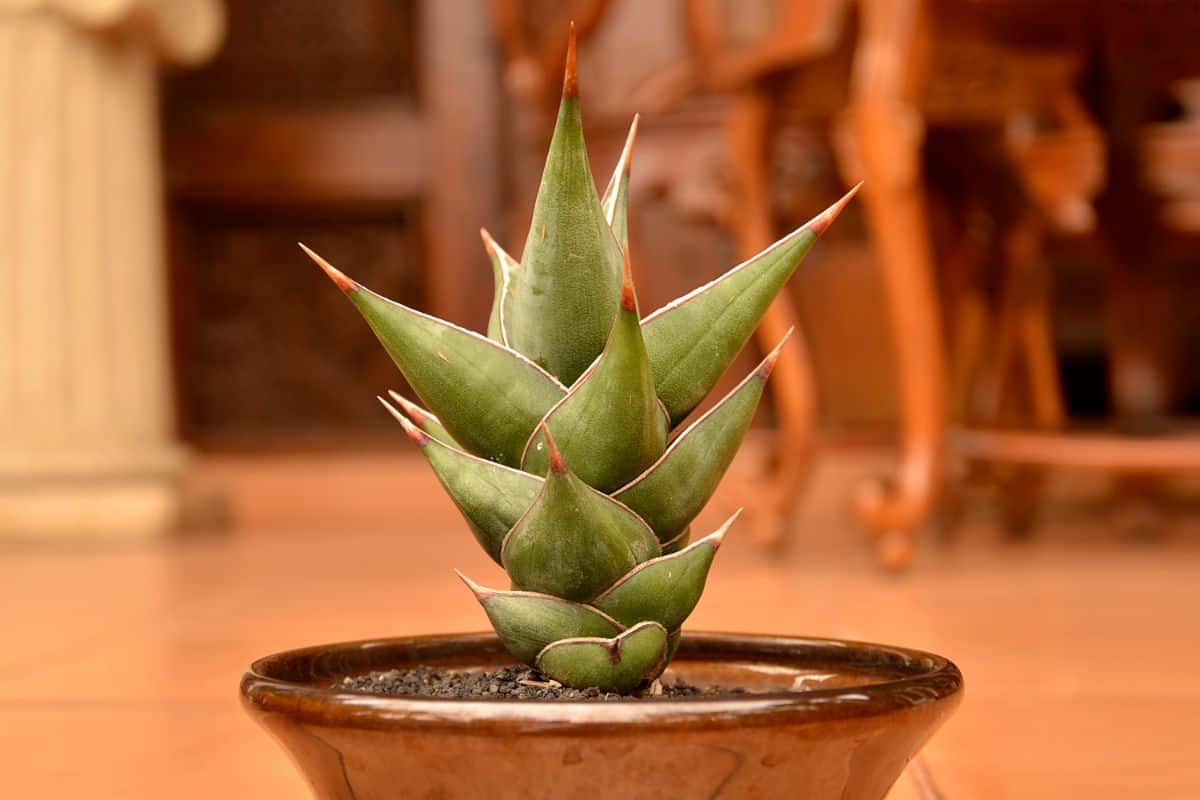 Sansevieria Pinguicula in a brown pot indoor.