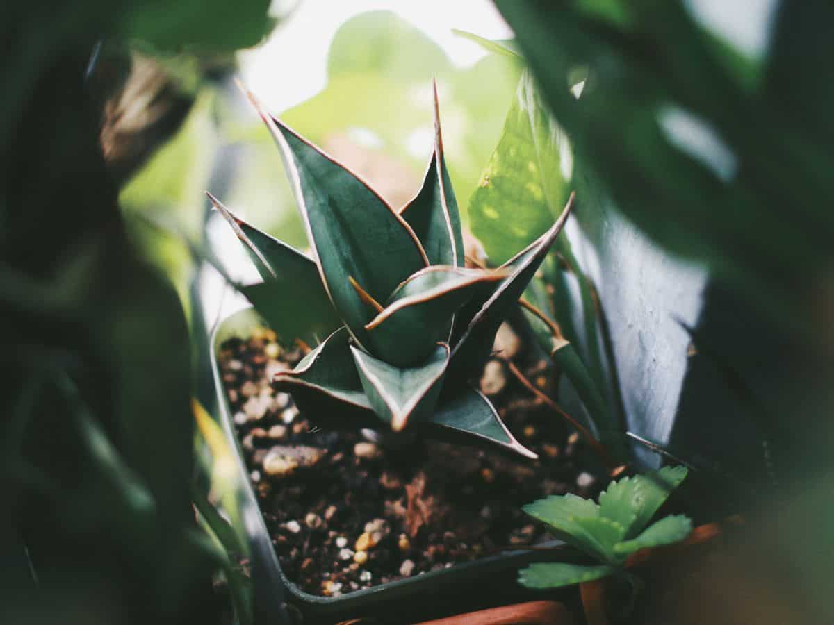 Sansevieria Pinguicula in a black pot in shade.