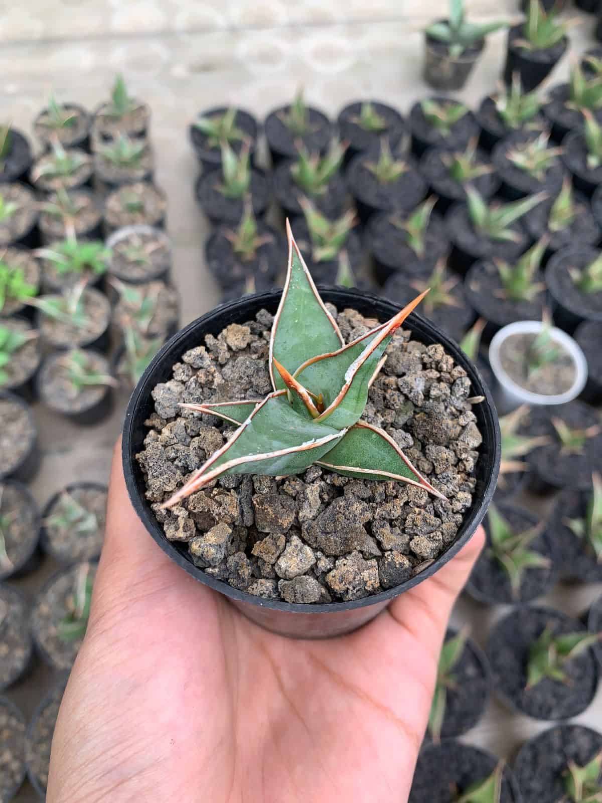 Hand holding Sansevieria Pinguicula in a small black pot.