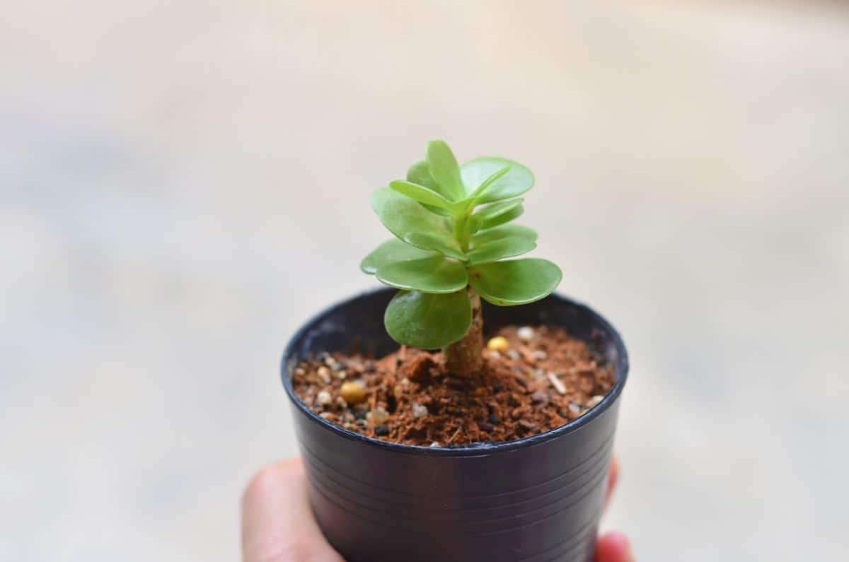 Tiny portulaca in a black pot held by hand.