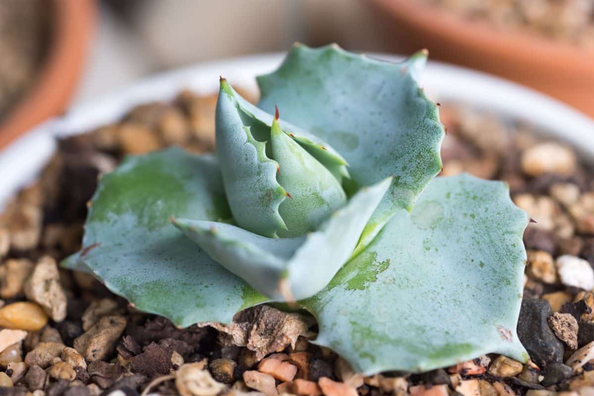 Young Agave Isthmensis in a white pot.