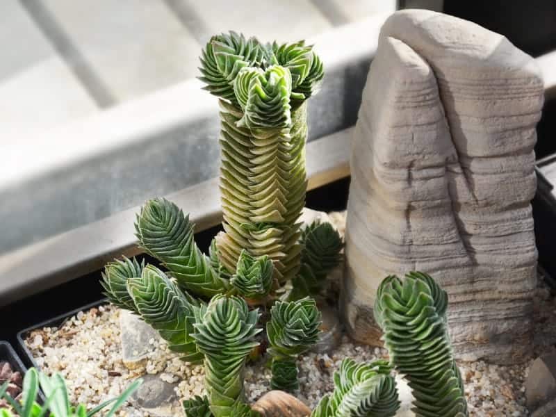 Crassula Moonglow Ultimate Care 