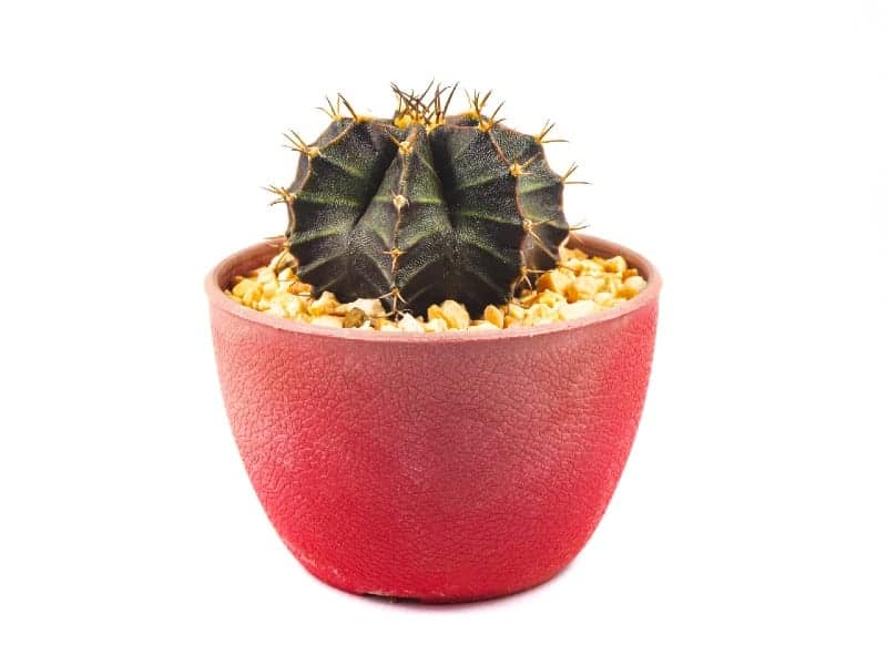 Gymnocalycium Friedrichii in a red pot on white background.