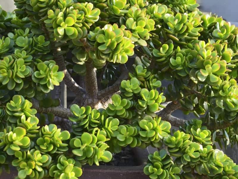 Crassula Moonglow Ultimate Care 