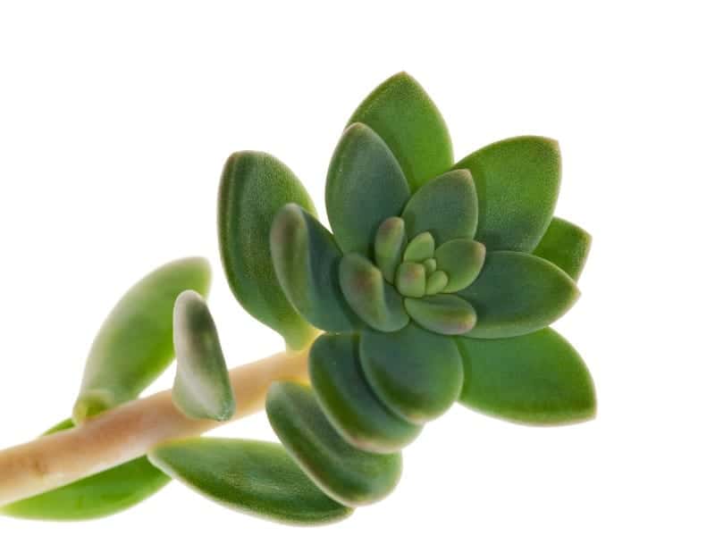 Crassula Moonglow Ultimate Care 