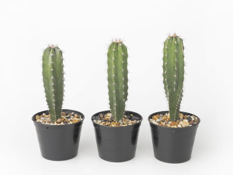 Three Gray Ghost Organ Pipes in a black pots.