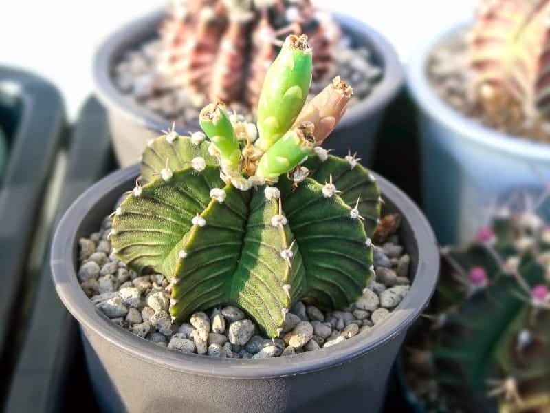 Gymnocalycium Friedrichii in a black pot.