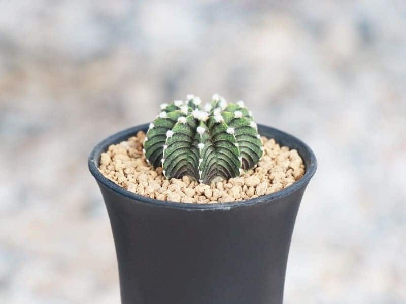 Gymnocalycium Friedrichii in a black pot.