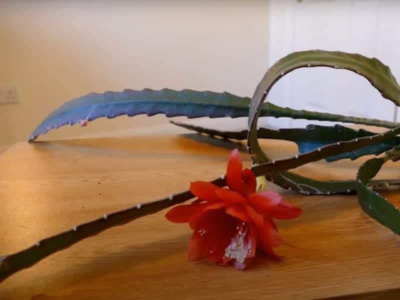 Hurricane Cactus with red flower on the table.