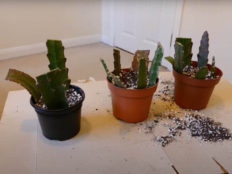 Hurricane Cactus in the pots.