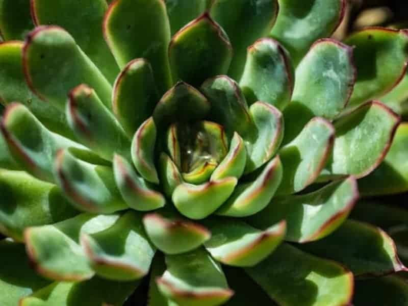 Echeveria Pulidonis close-up.