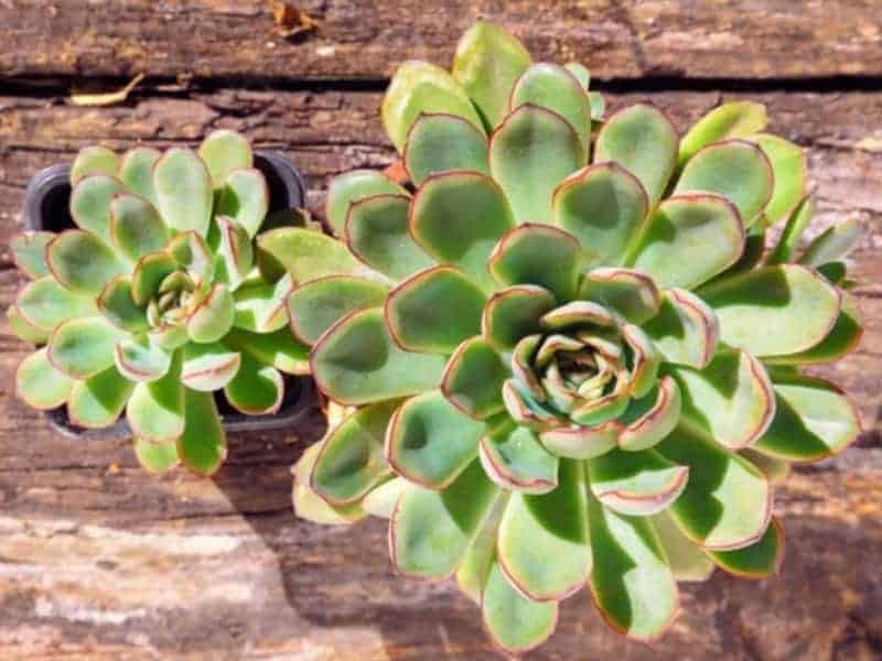 Echeveria Pulidonis in a black pots on a wooden board.
