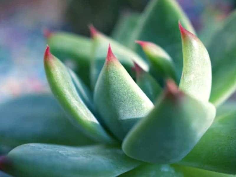 Echeveria Pulidonis close-up.