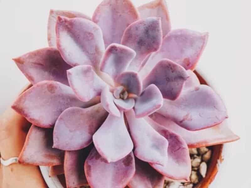 Graptoveria Debbie in a brown pot.