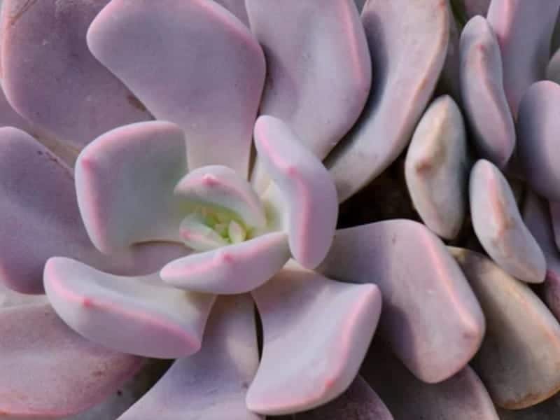 Graptoveria Debbie close up.