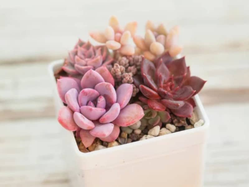 Graptoveria Debbie with other succulents in a white pot.
