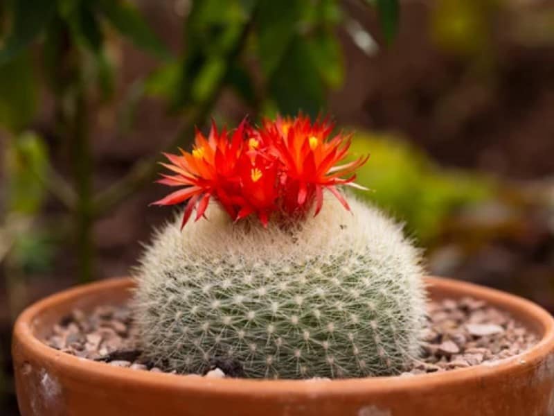 Notocactus in a brown pot with red flowers.