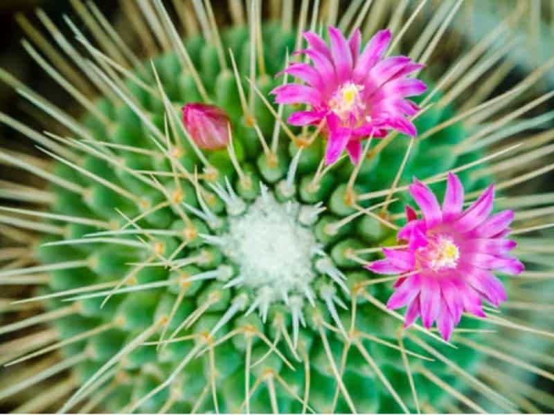 Notocactus blooming with pink flowers.