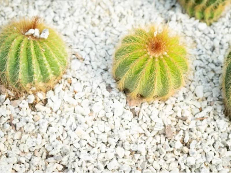 Notocactus in a rocky soil.