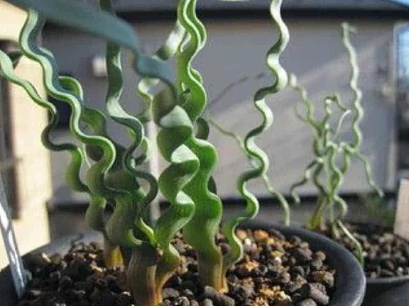 Trachyandra Plant in a black pot.