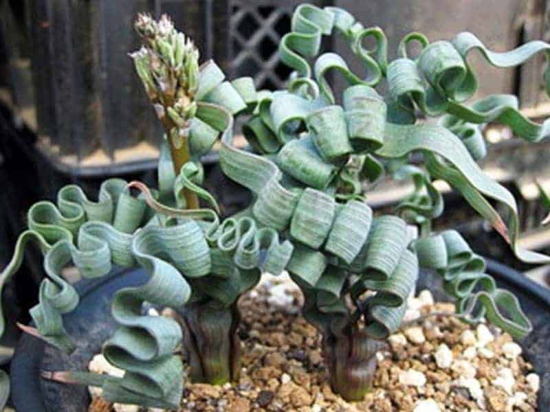 Trachyandra Plant in a black pot.