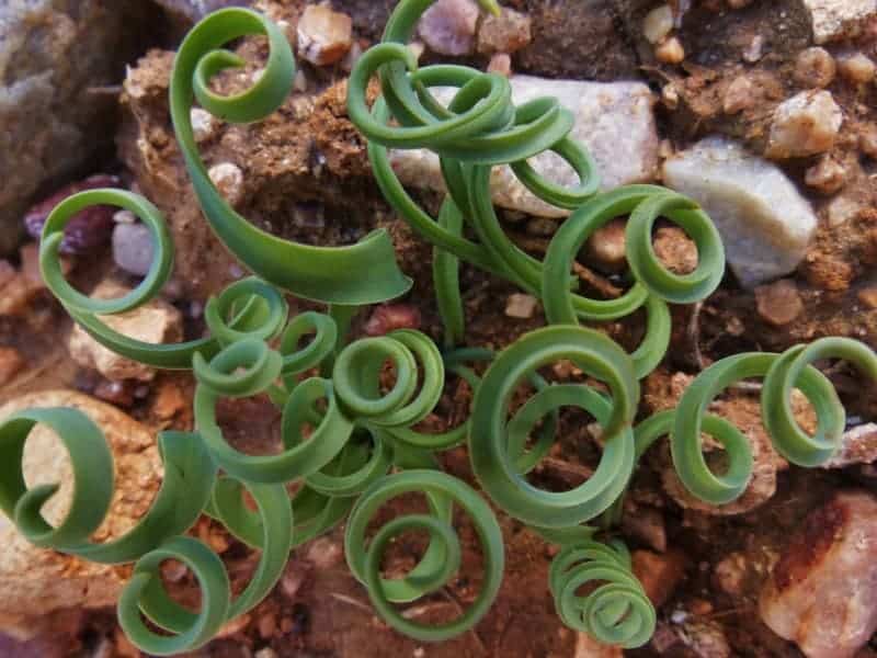 Trachyandra Plant in rocky soil.