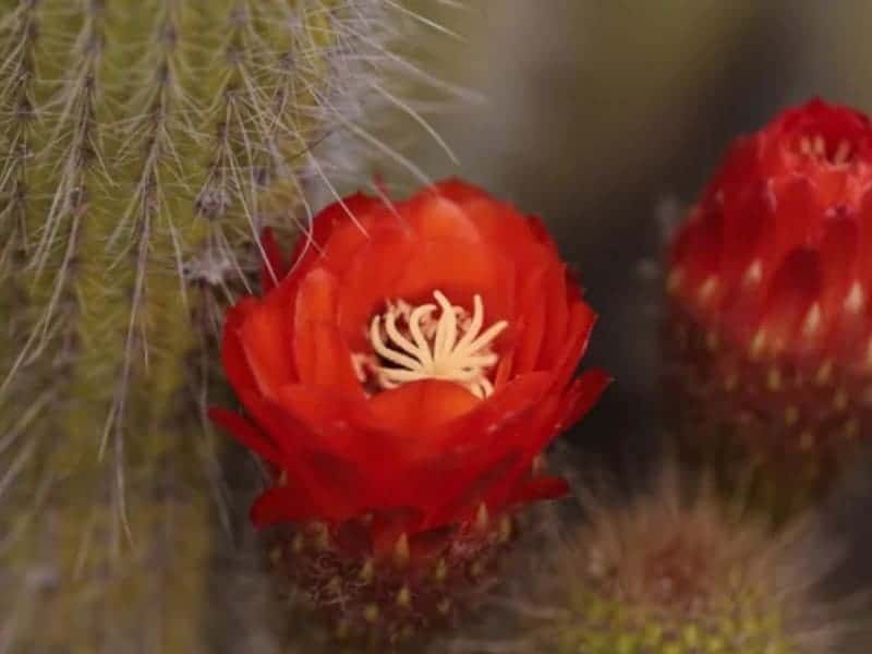 Trichocereus Grandiflorus red flwoers.