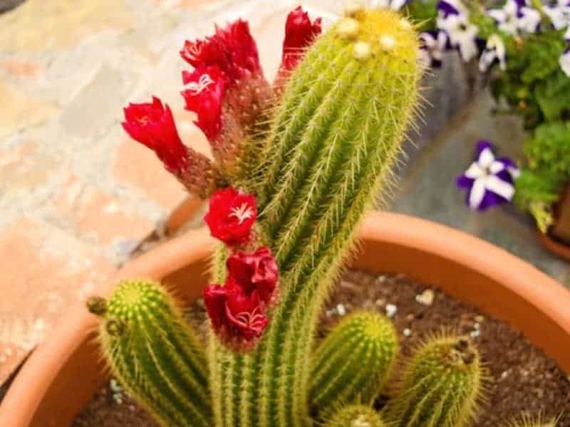 Trichocereus Grandiflorus in a brown pot.