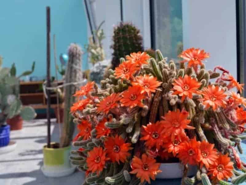 Trichocereus Grandiflorus in a white pot.