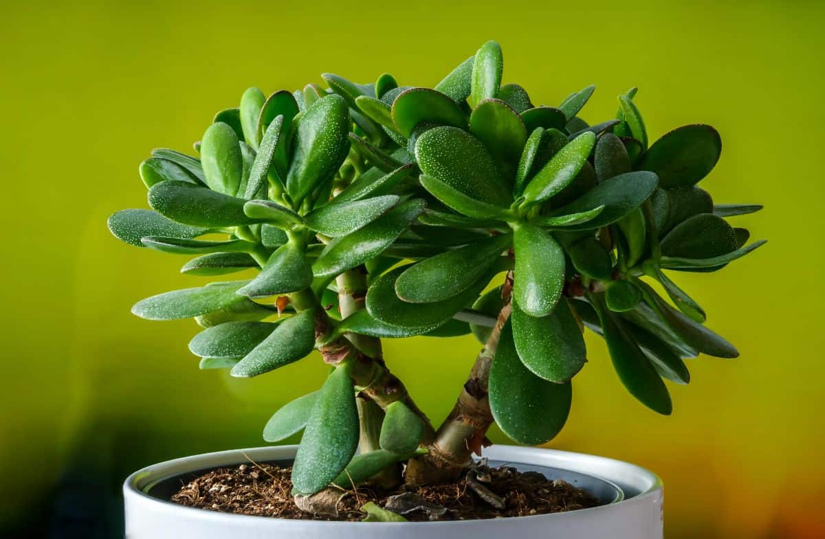 Crassula in a white pot.