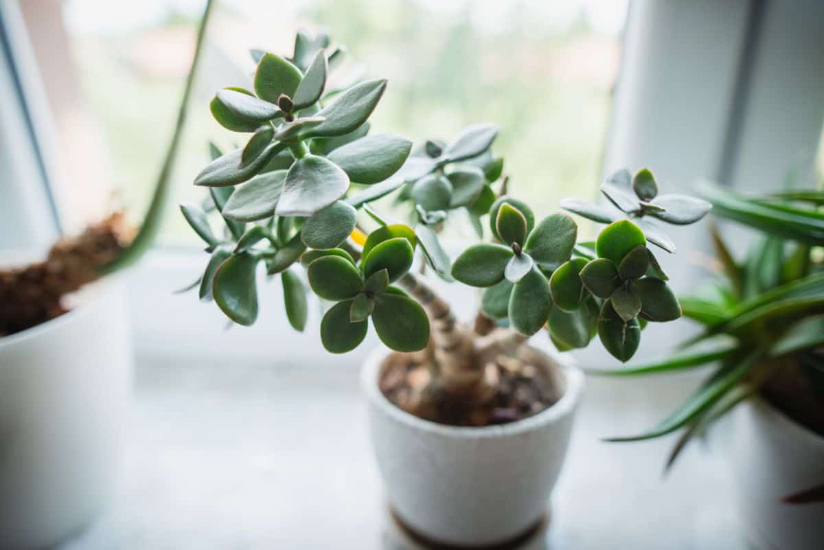 Crassula in a white pot near window.