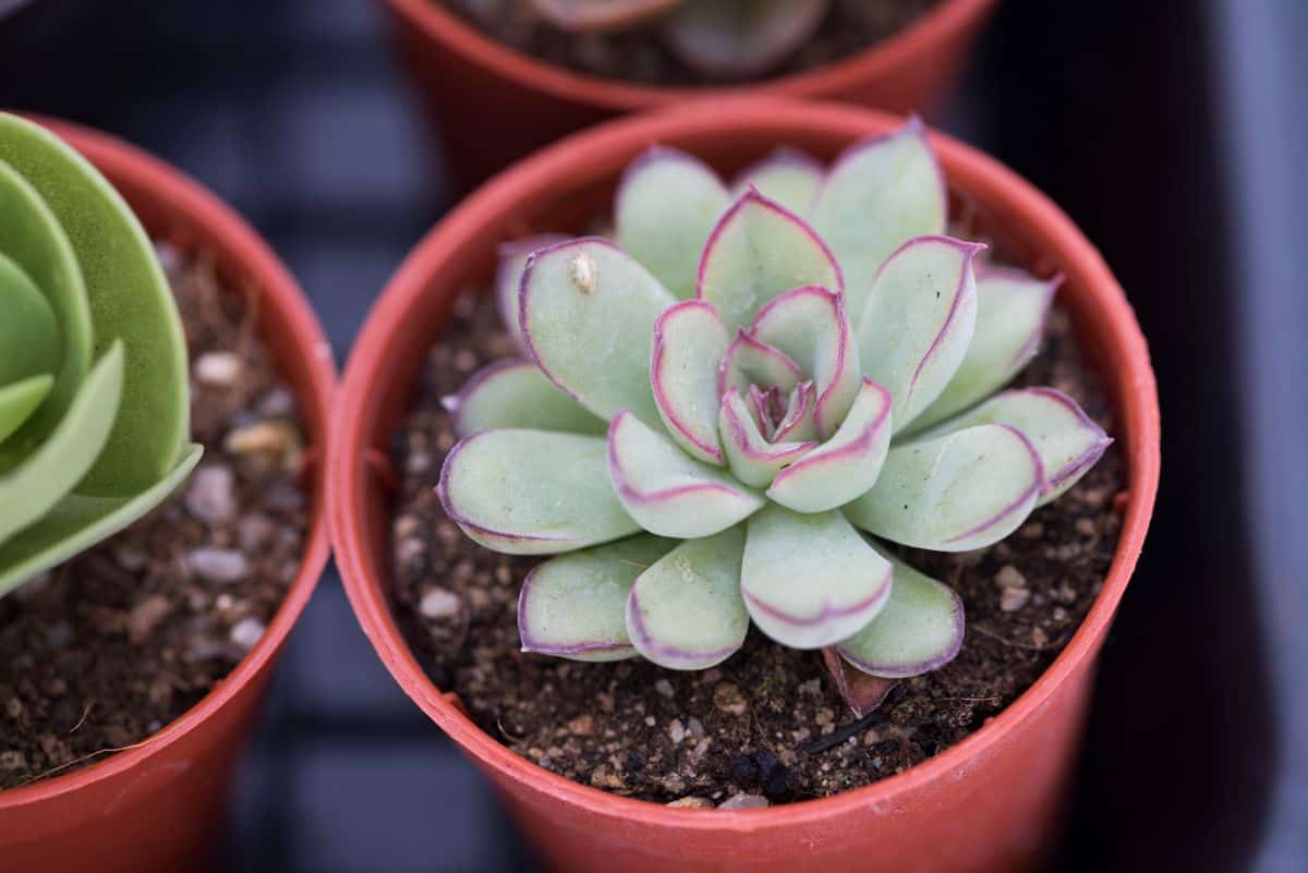 Echeveria Pulidonis in a brown pot.