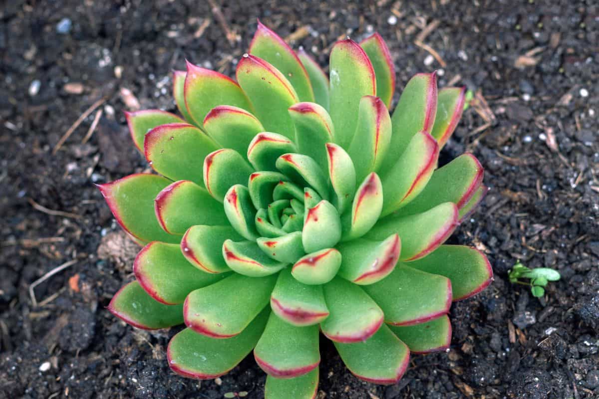 Echeveria Pulidonis in soil.