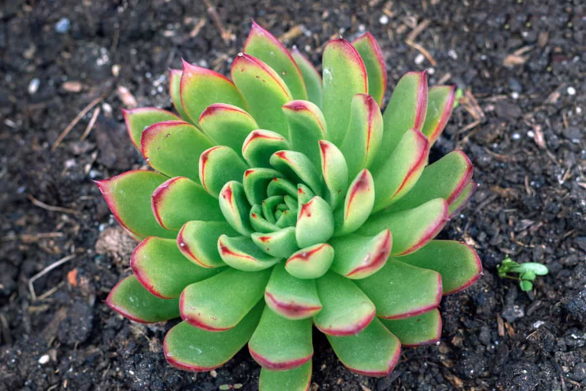 Echeveria Pulidonis in soil.