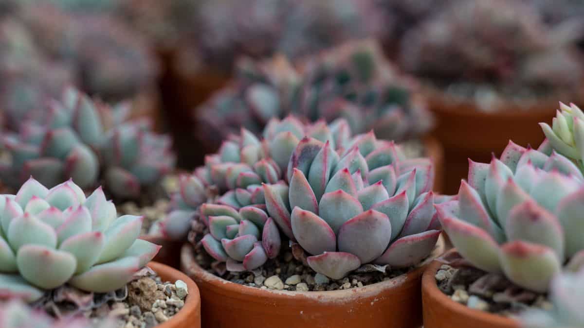 Echeveria Pulidonis in a brown pots.