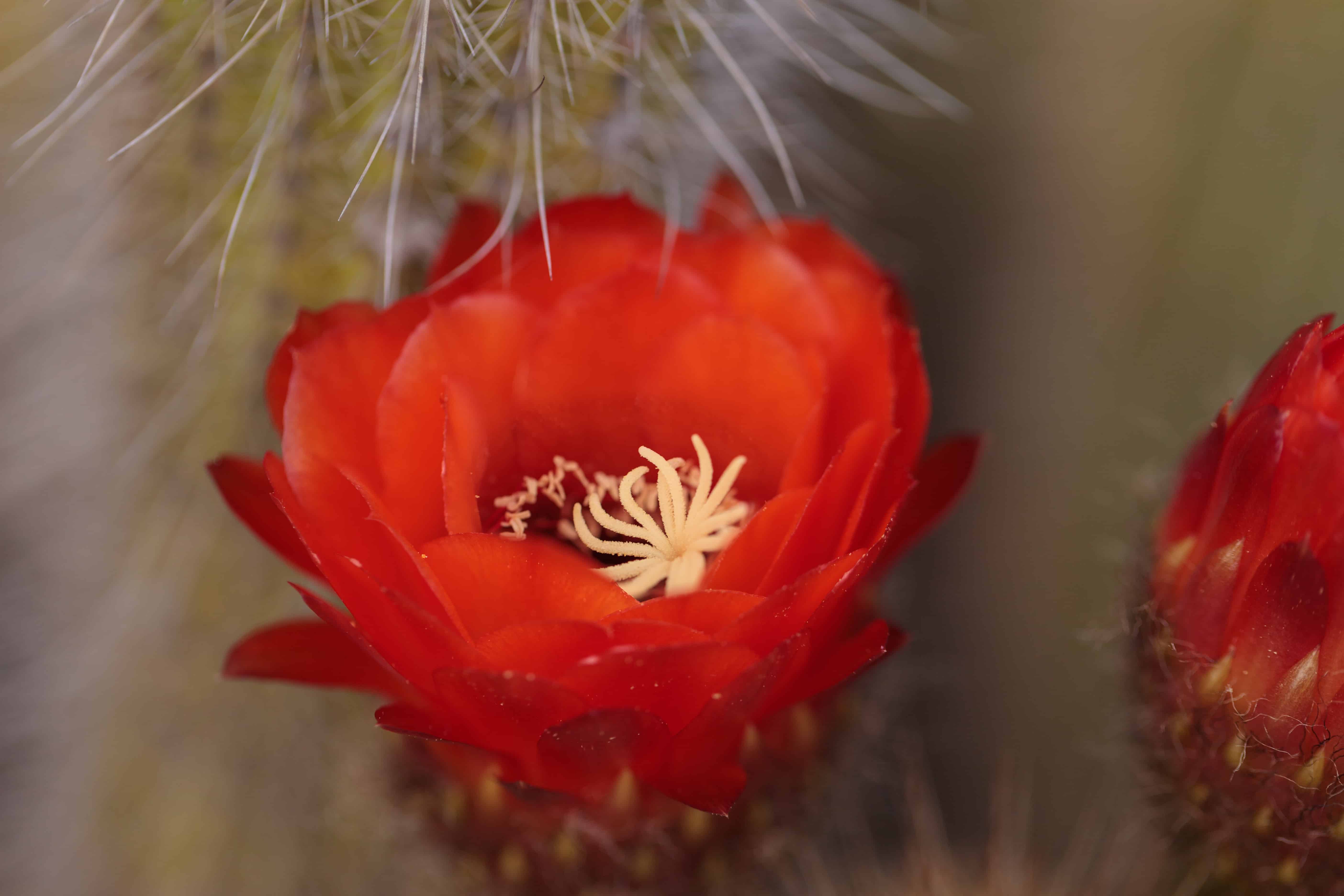 Red flower of Trichocereus Grandiflorus.