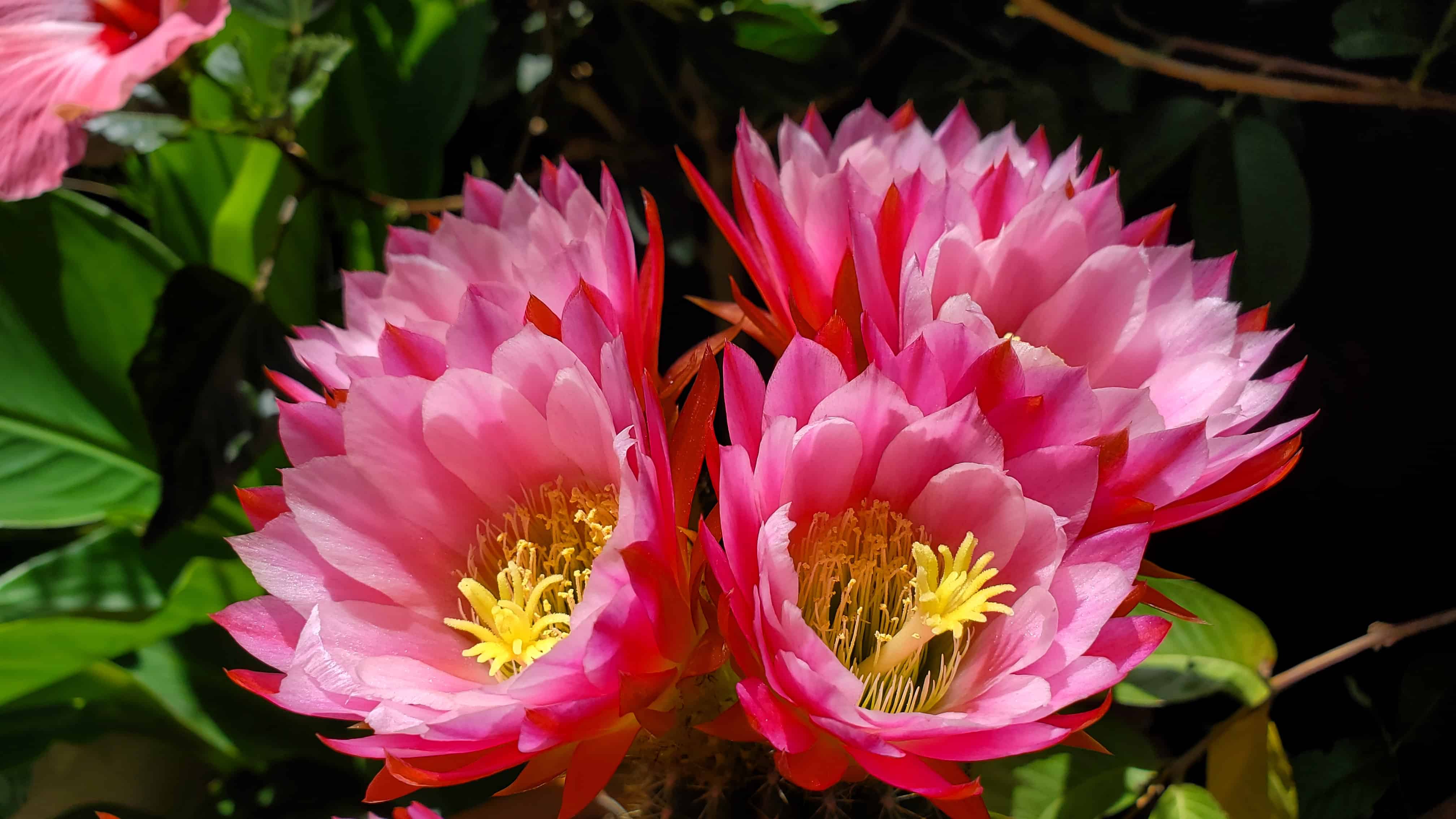 Pink flowers of Trichocereus Grandiflorus.