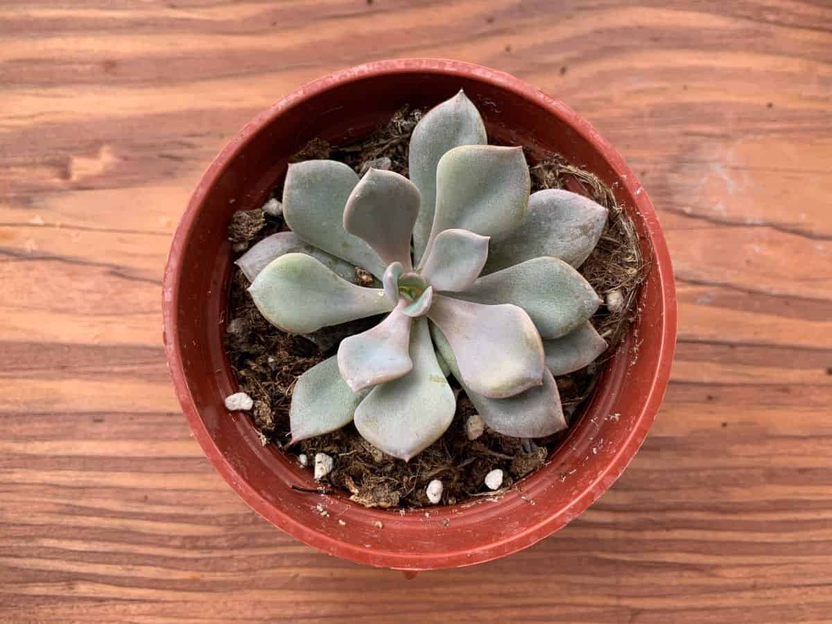 Graptoveria Debbie in a browl pot on a woden table.