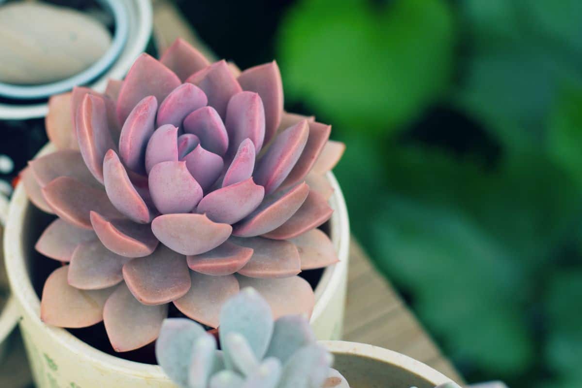 Graptoveria Debbie succulent in a white pot.