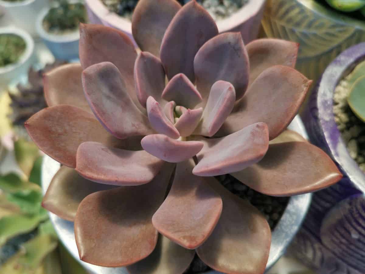 Graptoveria Debbie in a white pot.