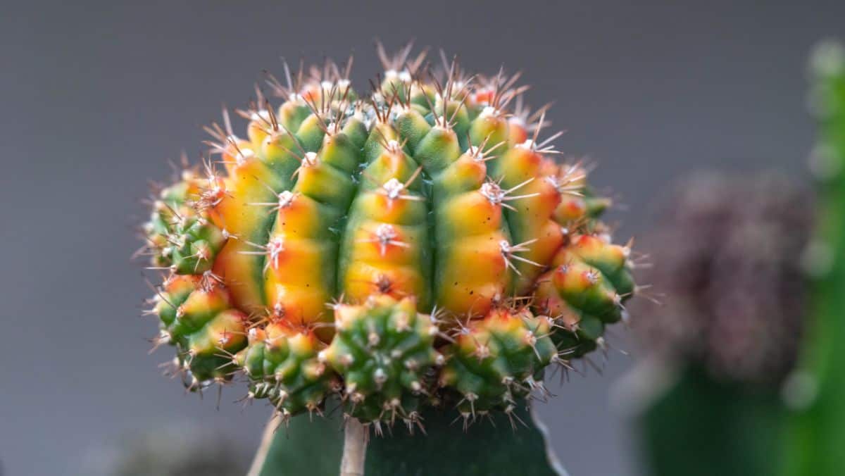 Gymnocalycium Friedrichii close-up.