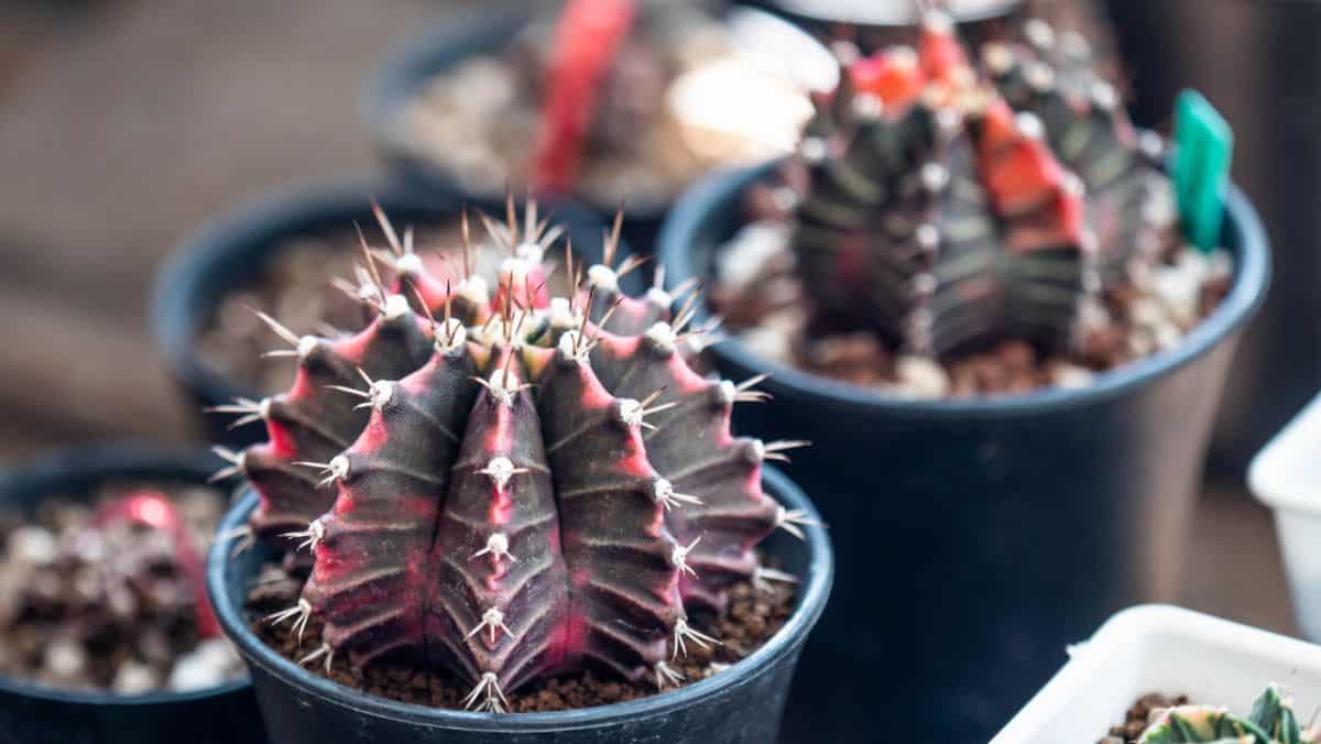 Gymnocalycium Friedrichii in a small black pots.