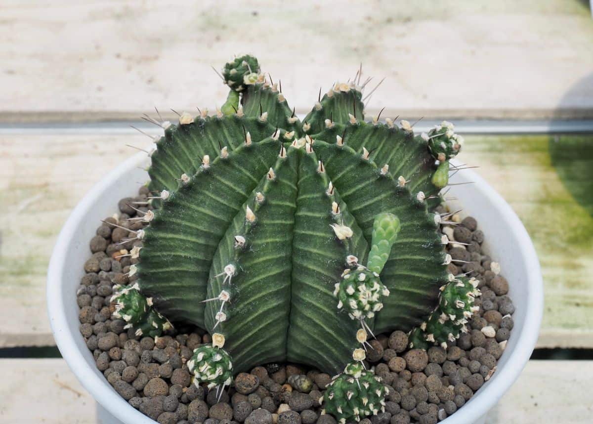 Gymnocalycium Friedrichii in a white pot.