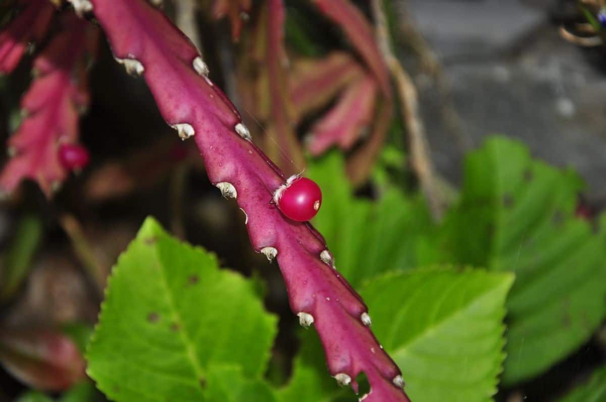 Lepismium Cruciforme leaf close-up.